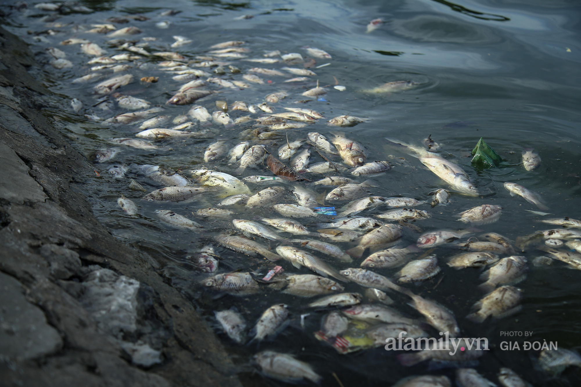 Cá chết nổi trắng góc hồ Yên Sở, người dân ngao ngán mỗi khi đi qua - Ảnh 9.
