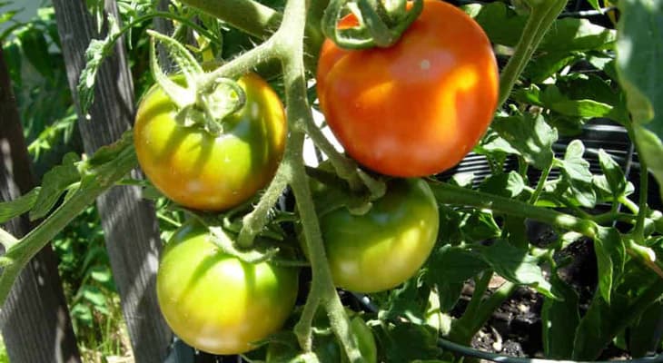 gardeningchannel-tomatoes-container-16254989075721145206524.jpeg