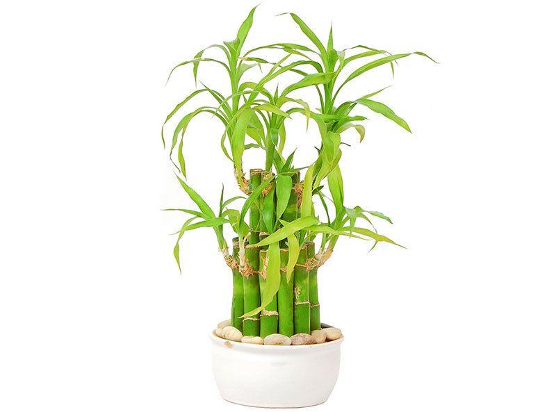 lucky-bamboo-tree-16254934589631852023031.jpeg