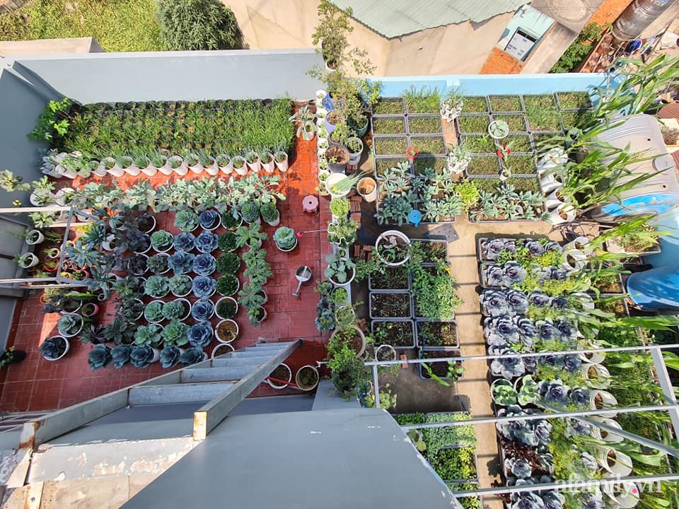 Sân thượng trăm loại rau sạch xanh mát bất chấp nắng hè của gia đình 9 người ở Bình Dương - Ảnh 11.