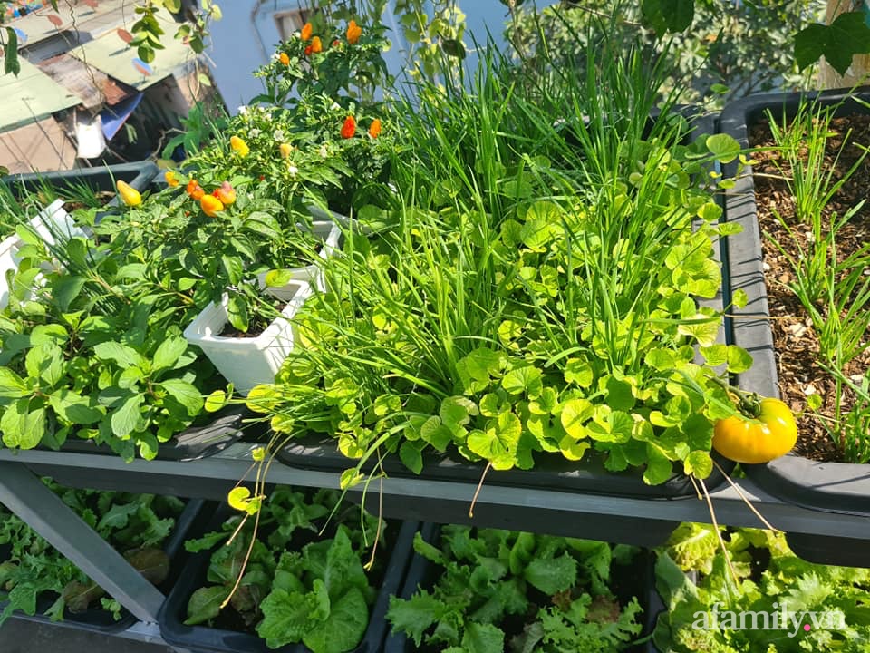 Sân thượng trăm loại rau sạch xanh mát bất chấp nắng hè của gia đình 9 người ở Bình Dương - Ảnh 9.
