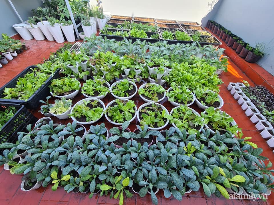 Sân thượng trăm loại rau sạch xanh mát bất chấp nắng hè của gia đình 9 người ở Bình Dương - Ảnh 3.