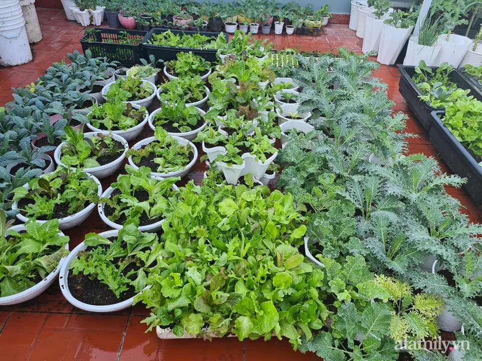 Sân thượng trăm loại rau sạch xanh mát bất chấp nắng hè của gia đình 9 người ở Bình Dương - Ảnh 6.