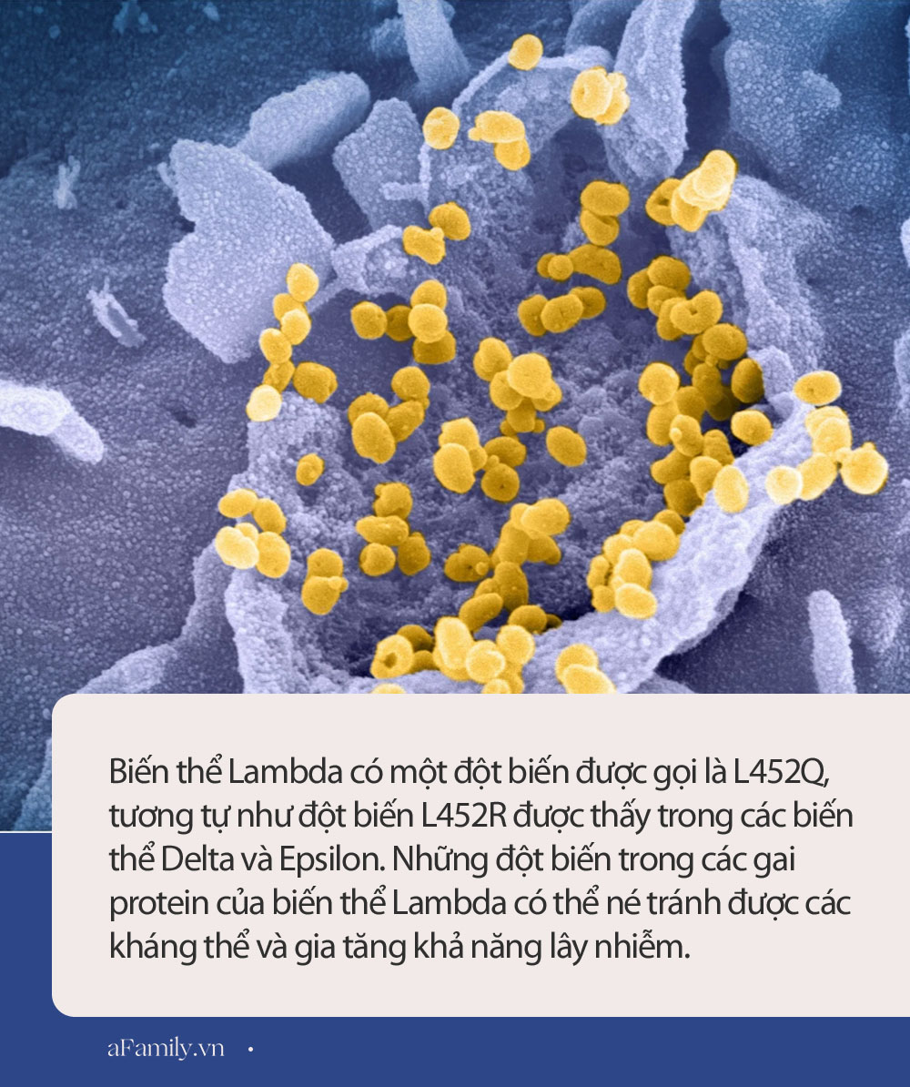 Biáº¿n Thá»ƒ Lambda La Gi Biáº¿n Thá»ƒ Lambda Co Thá»ƒ Khang Vaccine Covid 19