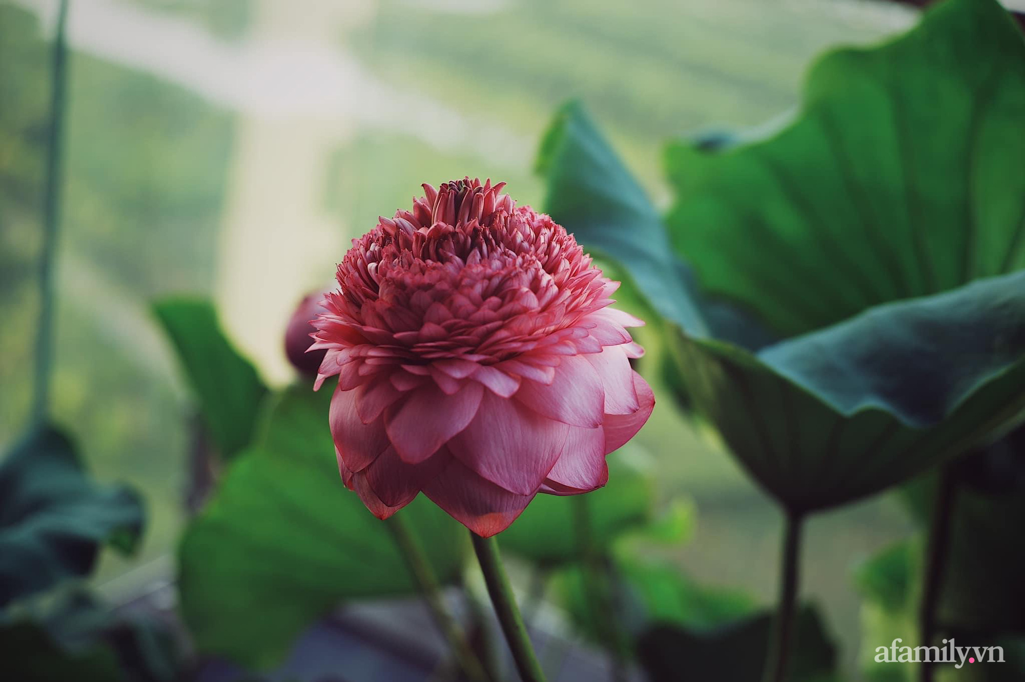 &quot;Hồ sen&quot; với đủ loại hoa hiếm trên penthouse 300m² của travel blogger dành tặng vợ ở Hà Nội - Ảnh 15.