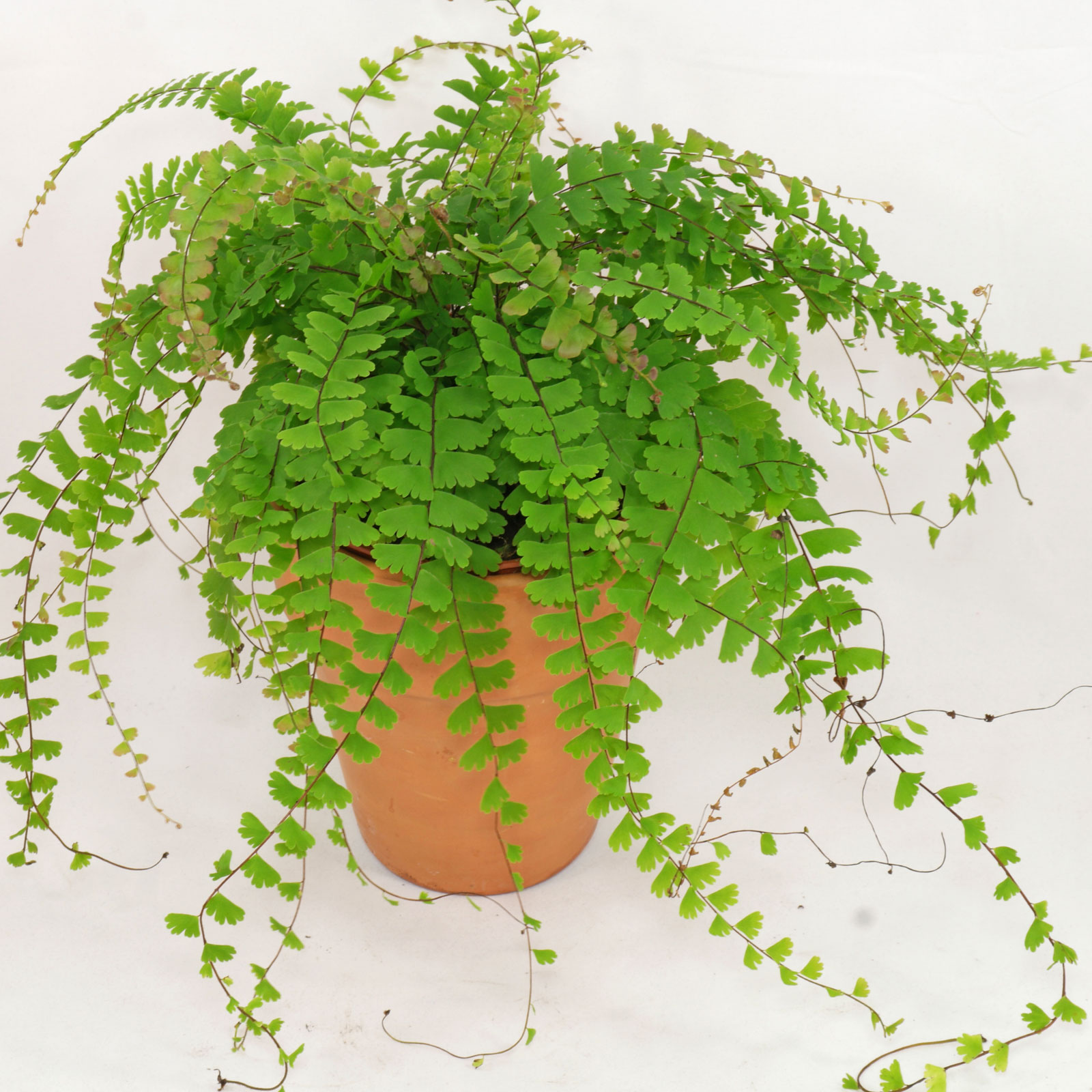 adiantum-caudatum-1-1625799145949955916695.jpg