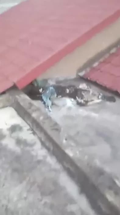 Kết quả xác minh ban đầu vụ bộ xương người trên mái nhà ở Bình Chánh, TP HCM - Ảnh 1. Kết quả xác minh ban đầu vụ bộ xương người trên mái nhà ở Bình Chánh, TP HCM - Ảnh 1.