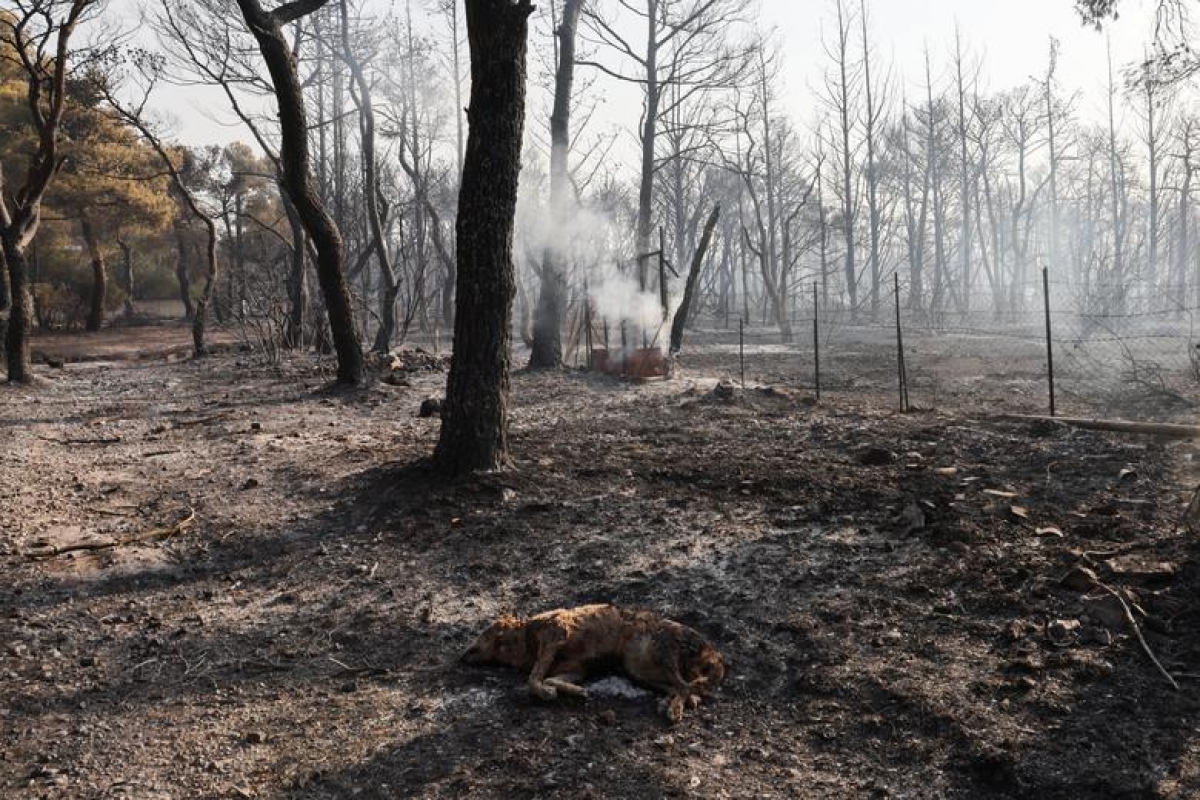 Hy Lạp oằn mình đối phó với cháy rừng như “hỏa ngục” - Ảnh 13.