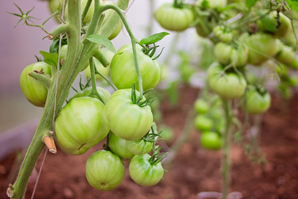Những sai lầm khi trồng cà chua bạn nên biết khi bắt đầu làm vườn - Ảnh 4.