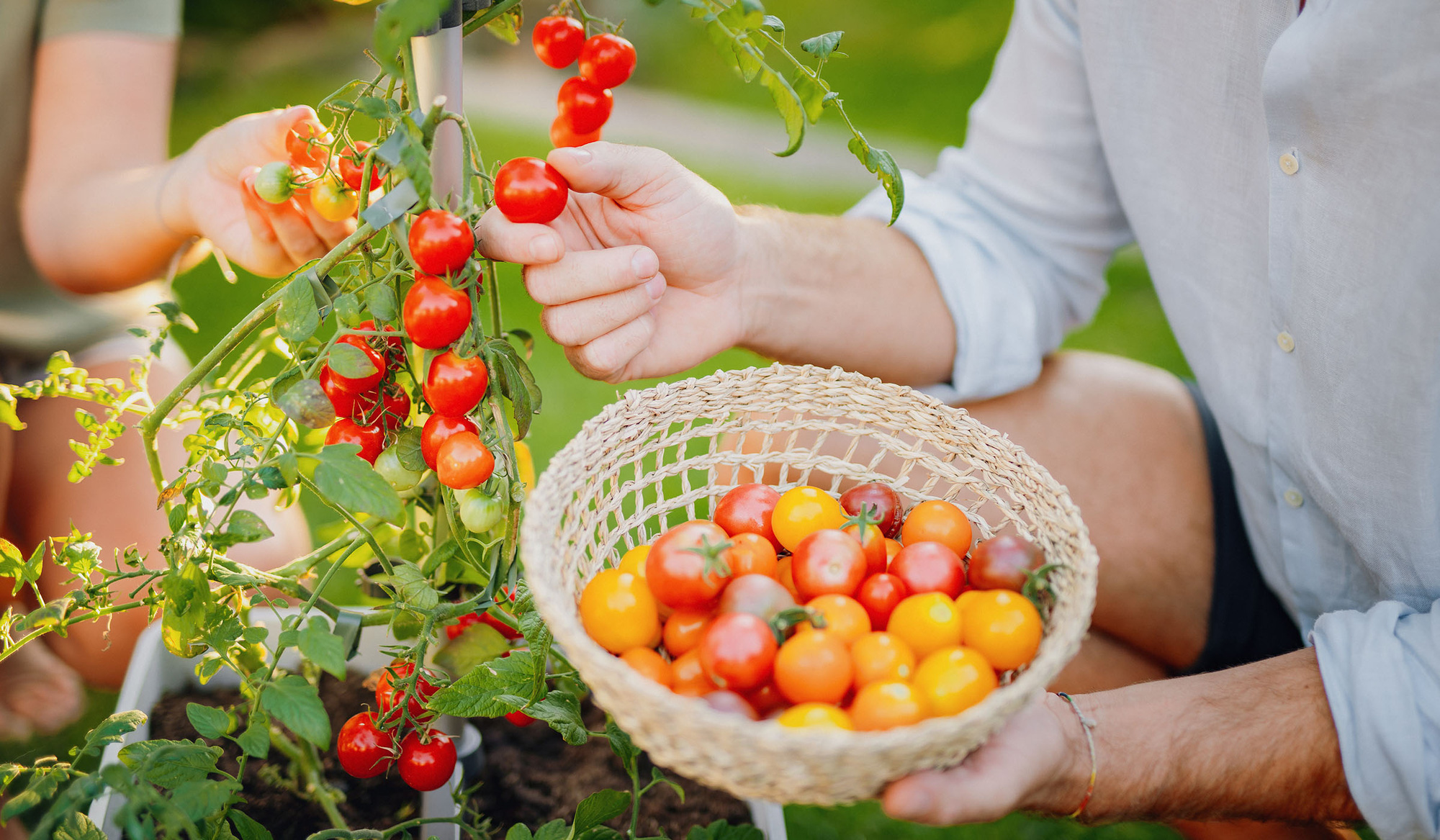 Những sai lầm khi trồng cà chua bạn nên biết khi bắt đầu làm vườn - Ảnh 1.