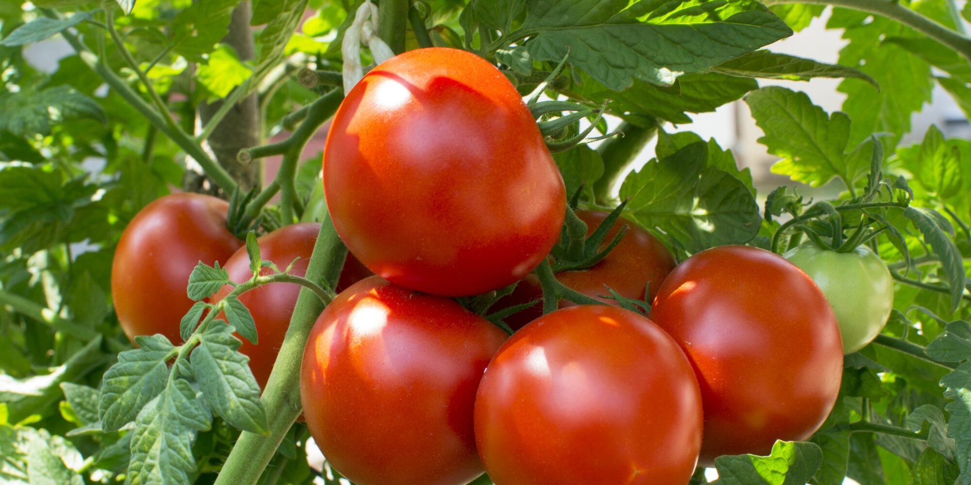 Những sai lầm khi trồng cà chua bạn nên biết khi bắt đầu làm vườn - Ảnh 3.