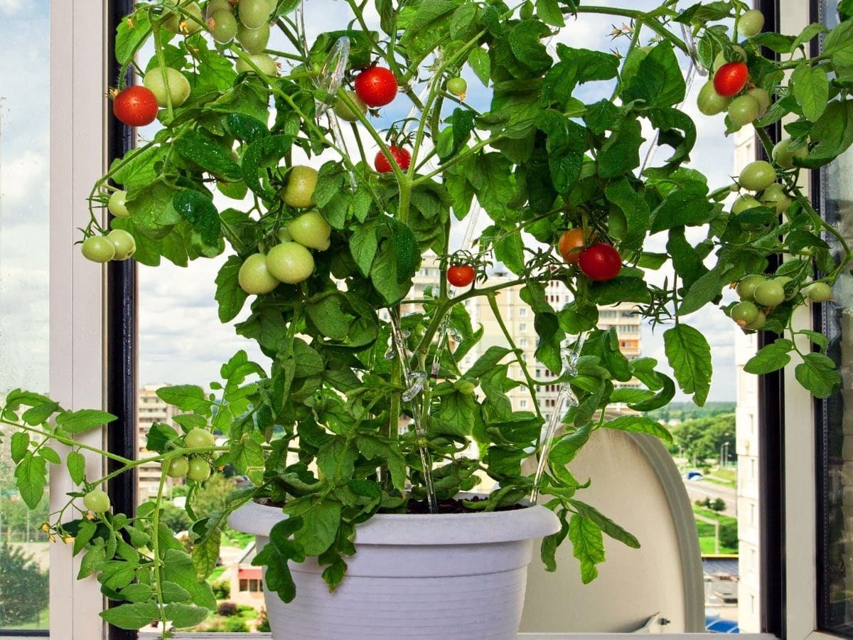 Những sai lầm khi trồng cà chua bạn nên biết khi bắt đầu làm vườn - Ảnh 5.