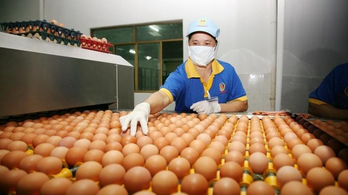 Giá trứng gà dao động ở mức 1.600 – 2.100 đồng/quả - Ảnh 1.