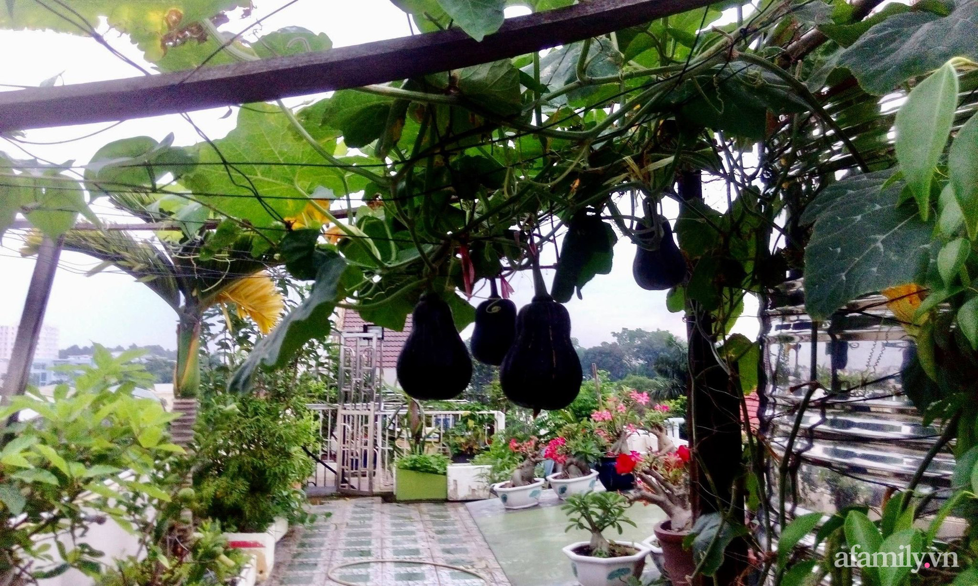 Khu vườn xanh tươi như nông trại trên sân thượng của gia đình ở Sài Gòn - Ảnh 19.