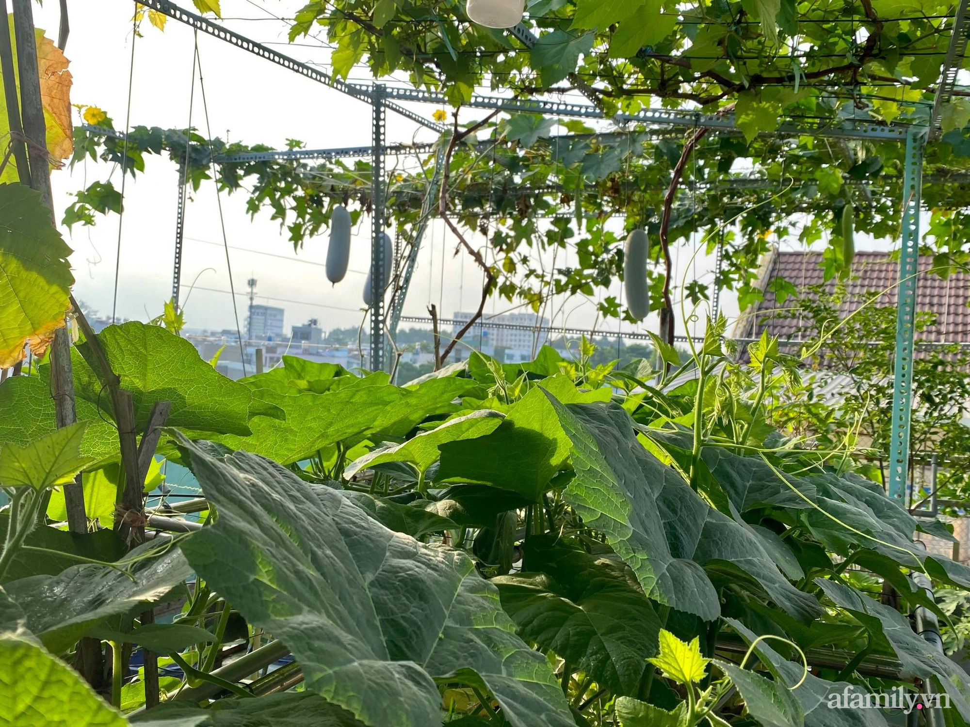 Khu vườn xanh tươi như nông trại trên sân thượng của gia đình ở Sài Gòn - Ảnh 5.