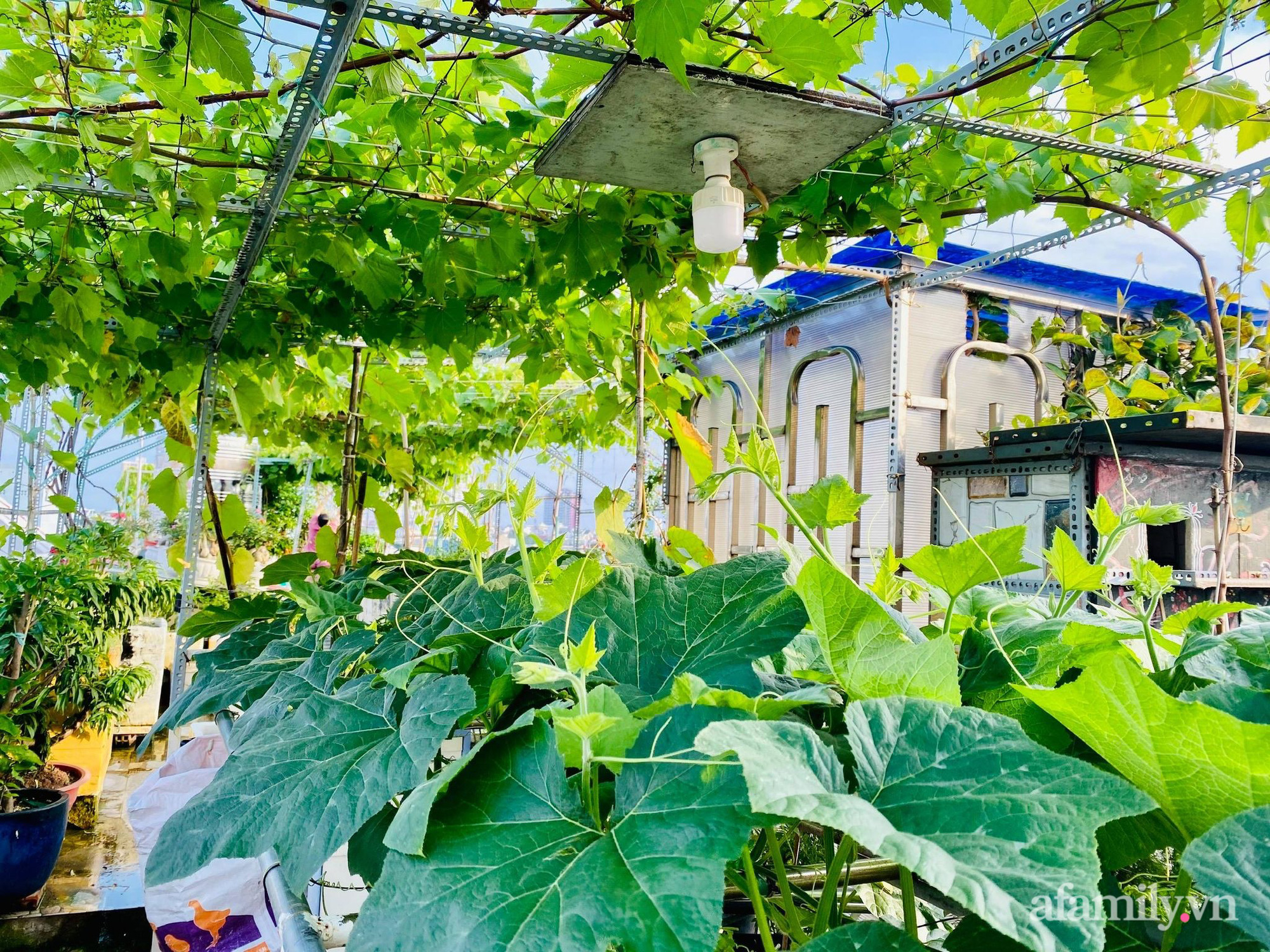 Khu vườn xanh tươi như nông trại trên sân thượng của gia đình ở Sài Gòn - Ảnh 6.