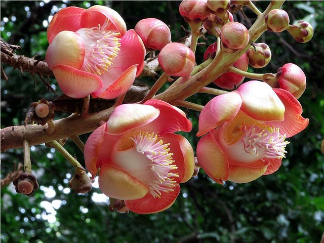 Loài hoa mọc chen chúc tua tủa từ gốc đến ngọn: Sở hữu vẻ đẹp xao xuyến lòng người lại mang ý nghĩa vô cùng đặc biệt, người Việt Nam quý vô cùng - Ảnh 3.