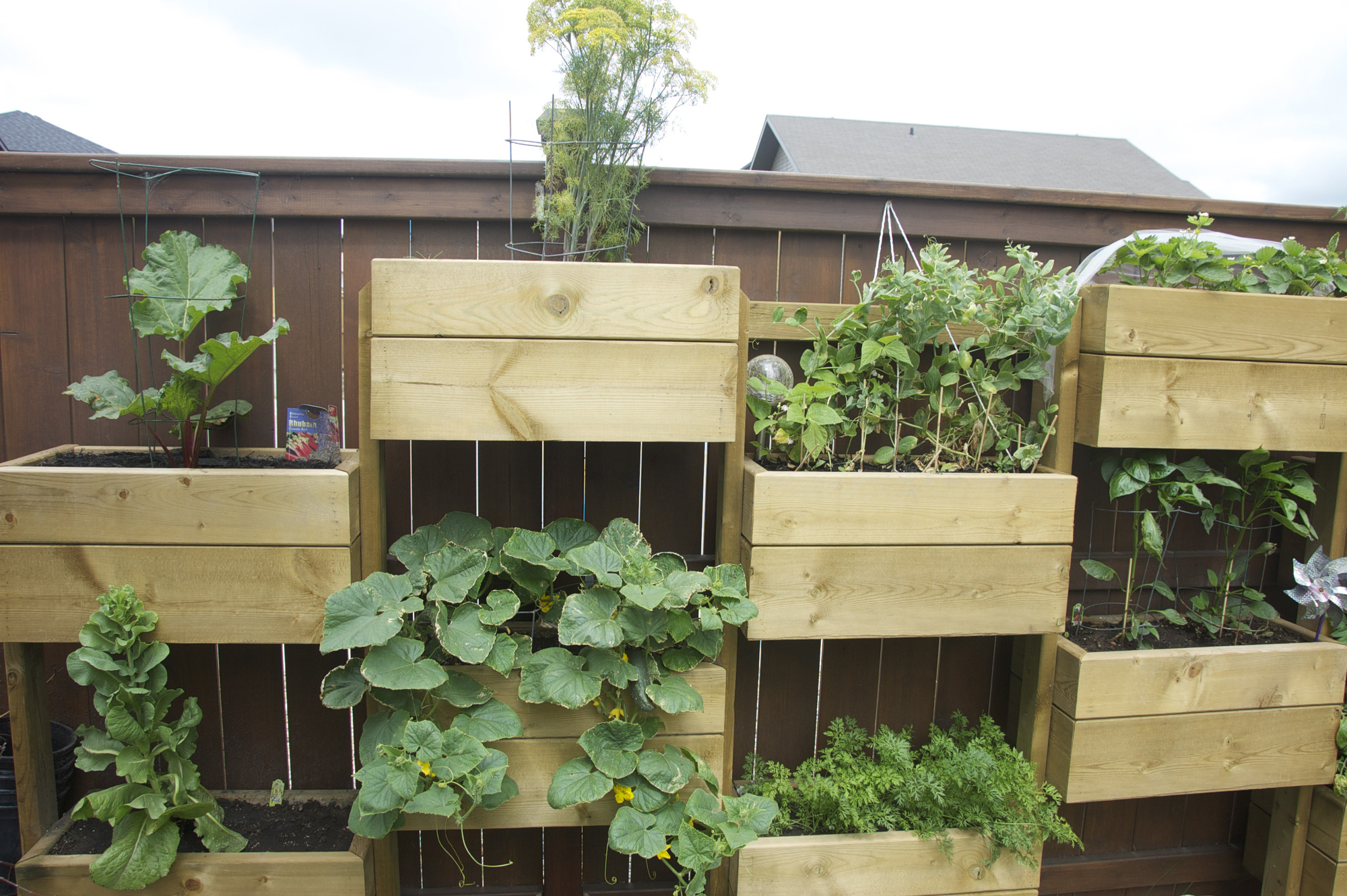 7 mẹo hàng đầu để trồng nhiều rau hơn trong không gian nhỏ - Ảnh 3.