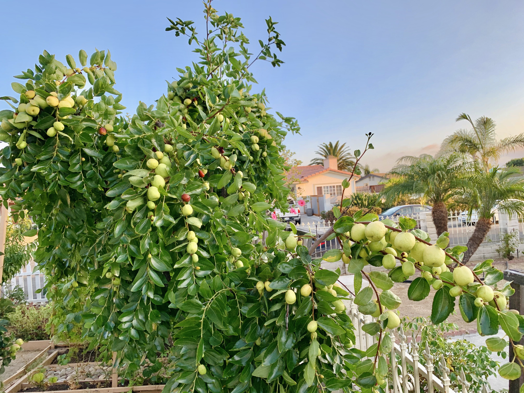 Vợ đảm ở Mỹ khoe vườn 450m2 ngập tràn hoa trái giống Việt, tiết lộ bí quyết vàng để cây đạt năng suất, quả trĩu trịt quanh năm - Ảnh 29.
