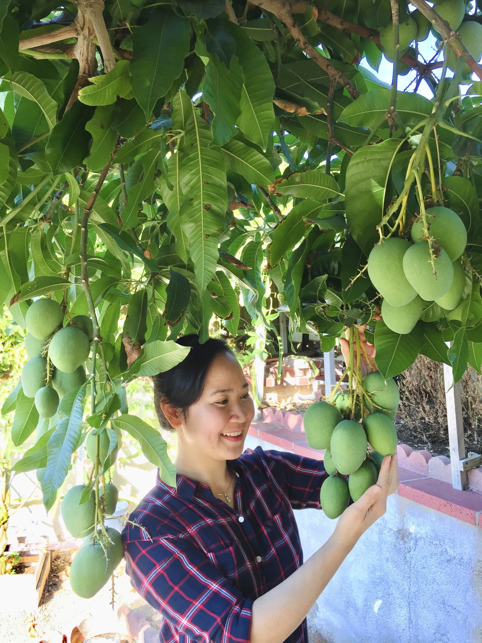 Vợ đảm ở Mỹ khoe vườn 450m2 ngập tràn hoa trái giống Việt, tiết lộ bí quyết vàng để cây đạt năng suất, quả trĩu trịt quanh năm - Ảnh 20.