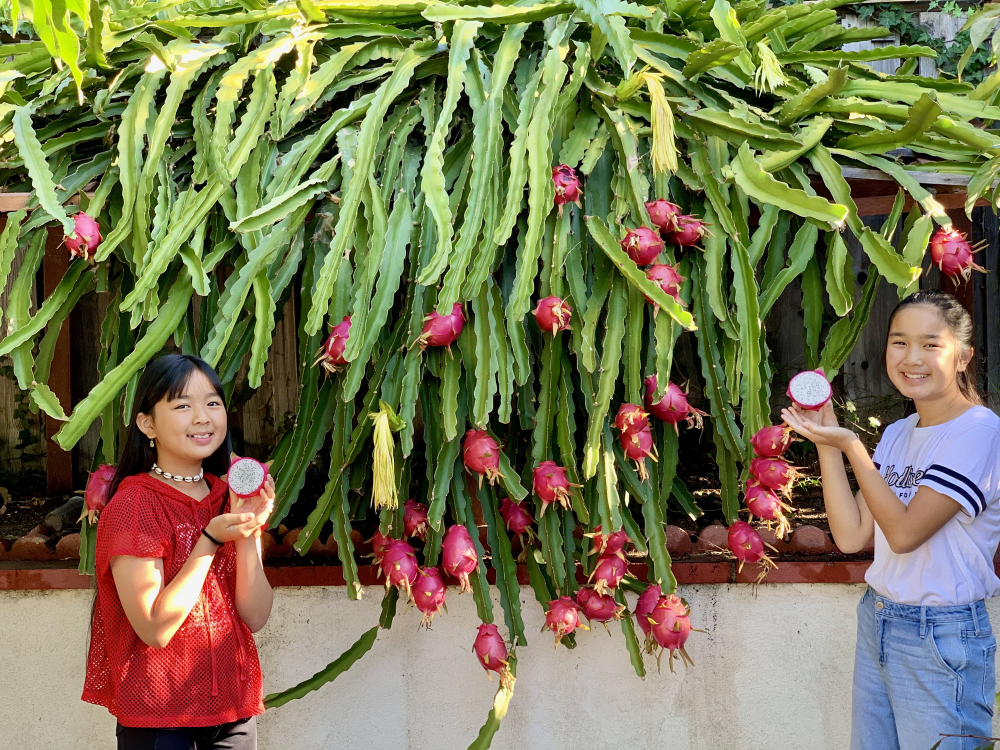 Vợ đảm ở Mỹ khoe vườn 450m2 ngập tràn hoa trái giống Việt, tiết lộ bí quyết vàng để cây đạt năng suất, quả trĩu trịt quanh năm - Ảnh 7.
