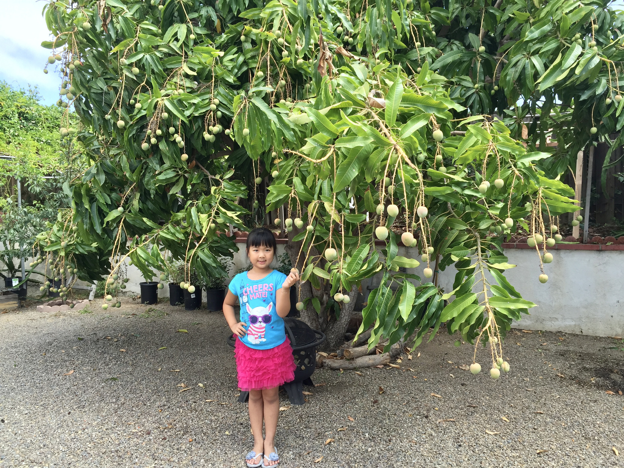 Vợ đảm ở Mỹ khoe vườn 450m2 ngập tràn hoa trái giống Việt, tiết lộ bí quyết vàng để cây đạt năng suất, quả trĩu trịt quanh năm - Ảnh 22.