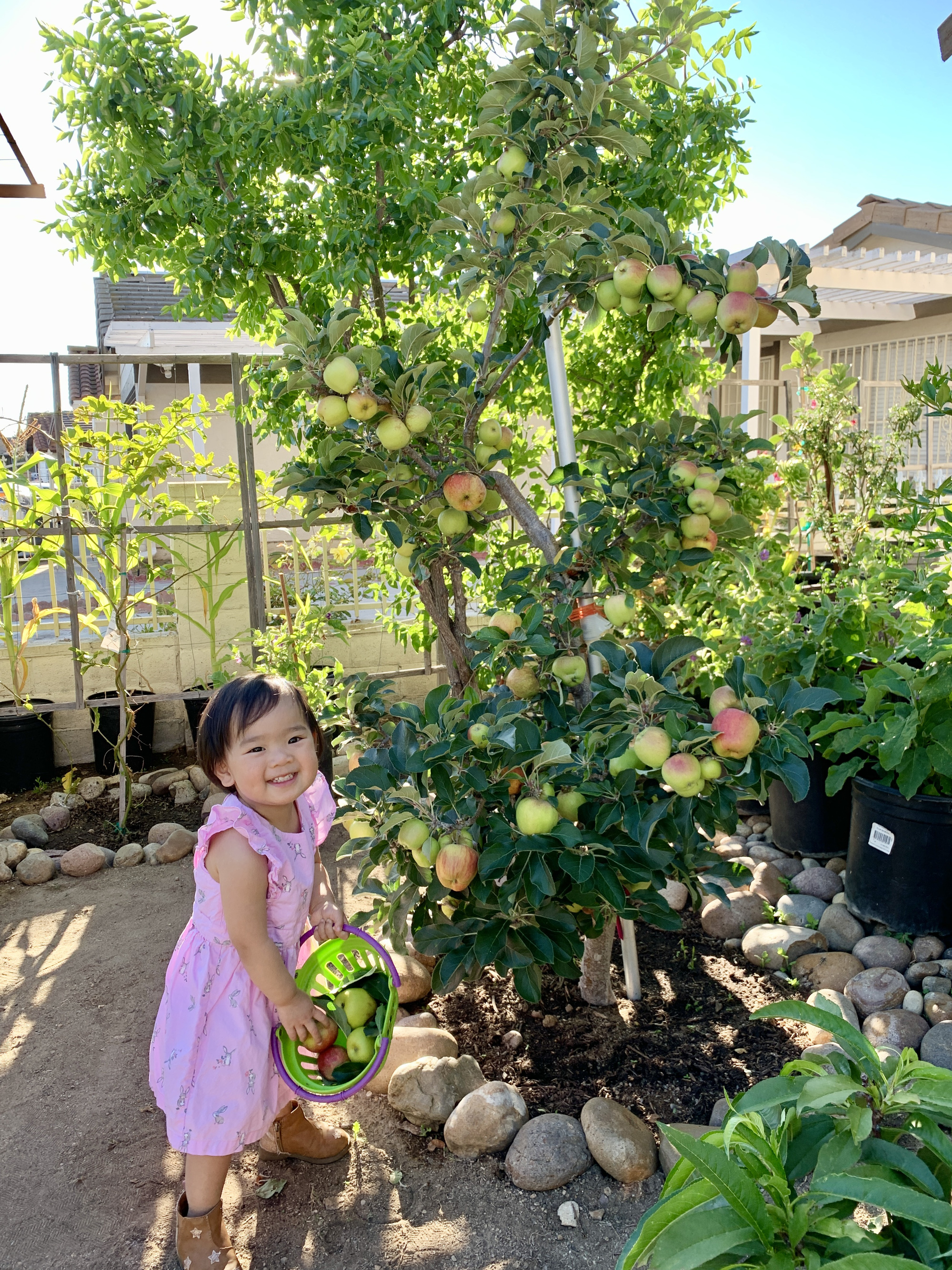 Vợ đảm ở Mỹ khoe vườn 450m2 ngập tràn hoa trái giống Việt, tiết lộ bí quyết vàng để cây đạt năng suất, quả trĩu trịt quanh năm - Ảnh 24.