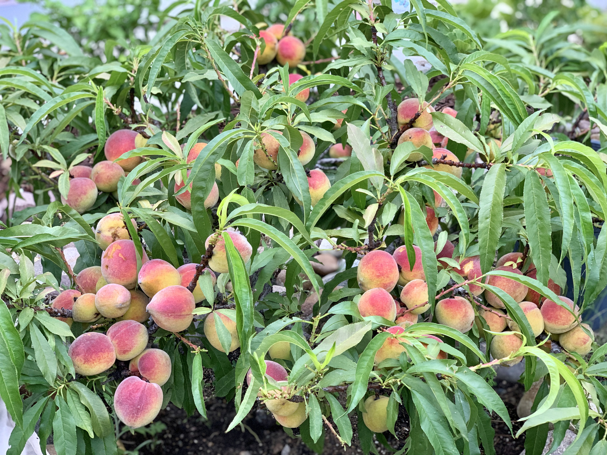 Vợ đảm ở Mỹ khoe vườn 450m2 ngập tràn hoa trái giống Việt, tiết lộ bí quyết vàng để cây đạt năng suất, quả trĩu trịt quanh năm - Ảnh 9.