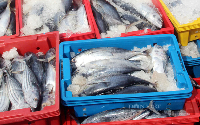 Cá tươi Phan Thiết vào mùa nhưng giá giảm mạnh vì khó tiêu thụ  - Ảnh 3.