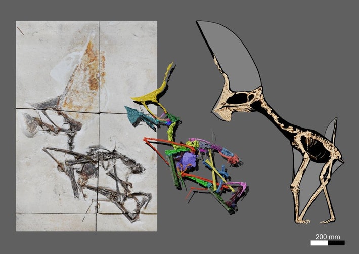 Chán bắt ma túy, cánh sát Brazil chuyển sang săn hóa thạch rồi phát hiện ra loài khủng long bay có vẻ ngoài kỳ dị như động vật trên hành tinh Pandora - Ảnh 2.