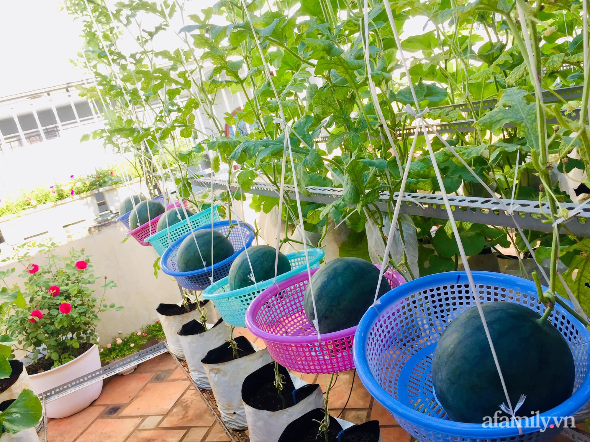 Khu vườn bạt ngàn các loại dưa và nho trên sân thượng 50m² của mẹ đảm Sài Gòn - Ảnh 6.