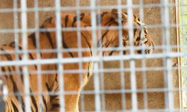 Đã có đơn vị nhận nuôi 9 con hổ còn sống sau giải cứu ở Nghệ An - Ảnh 1.