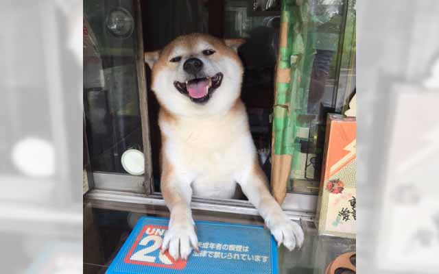 Chú chó bán tạp hóa nổi tiếng khắp Châu Á vì quá là chiều khách, chỉ tiếc mới kinh doanh được 2 năm thì... sập tiệm - Ảnh 2.