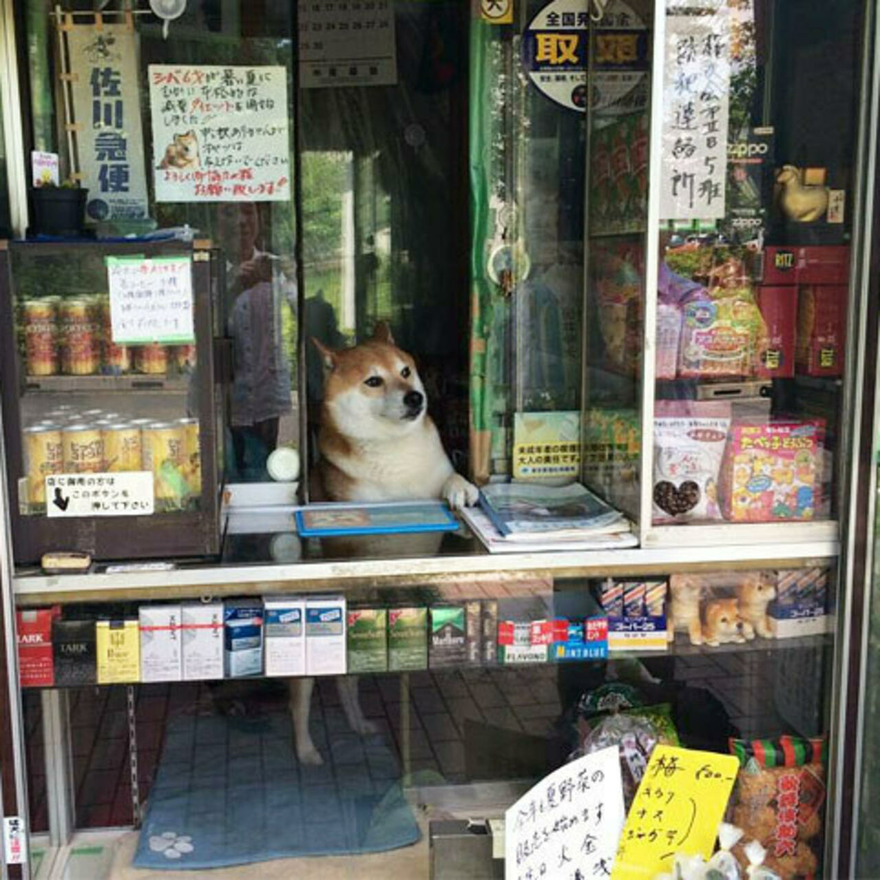 Tokyo dogs. Зоомагазин в Японии. Кот в ларьке. Магазины для собак в Японии. Собака в магазине.