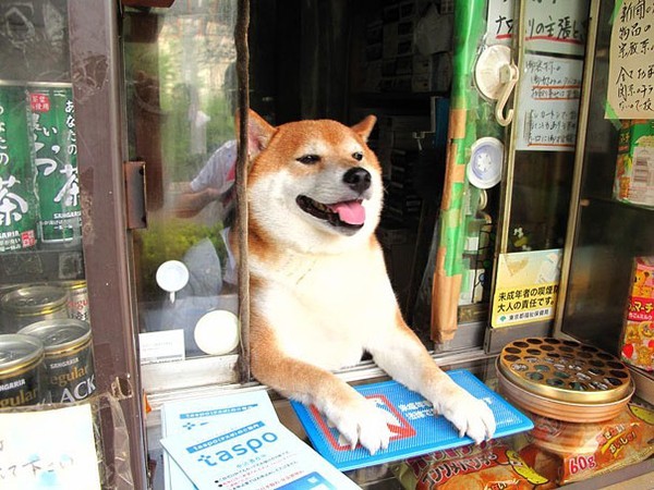 Chú chó bán tạp hóa nổi tiếng khắp Châu Á vì quá là chiều khách, chỉ tiếc mới kinh doanh được 2 năm thì... sập tiệm - Ảnh 7.