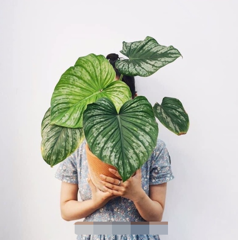 Nhà Phan Hiển - Khánh Thi có vườn cây tiền tỷ, nhiều cây đột biến “đếm lá tính tiền” - Ảnh 9. Nhà Phan Hiển - Khánh Thi có vườn cây tiền tỷ, nhiều cây đột biến “đếm lá tính tiền” - Ảnh 9.