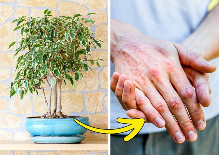 Các loại cây có thể gây nguy hiểm khi trồng trong nhà - Ảnh 6.