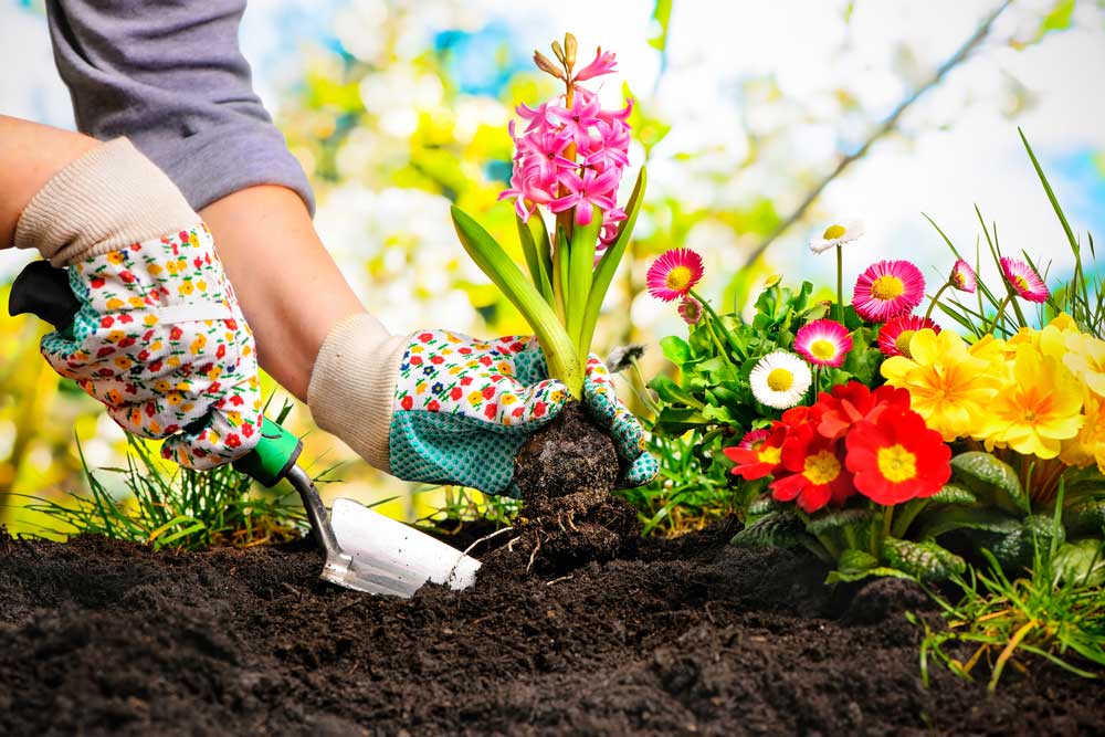 Công dụng tuyệt vời của vỏ chuối giúp khu vườn tốt tươi bạn nên thử một lần - Ảnh 5.