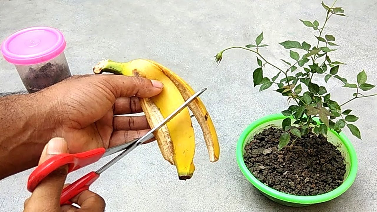 Công dụng tuyệt vời của vỏ chuối giúp khu vườn tốt tươi bạn nên thử một lần - Ảnh 2.