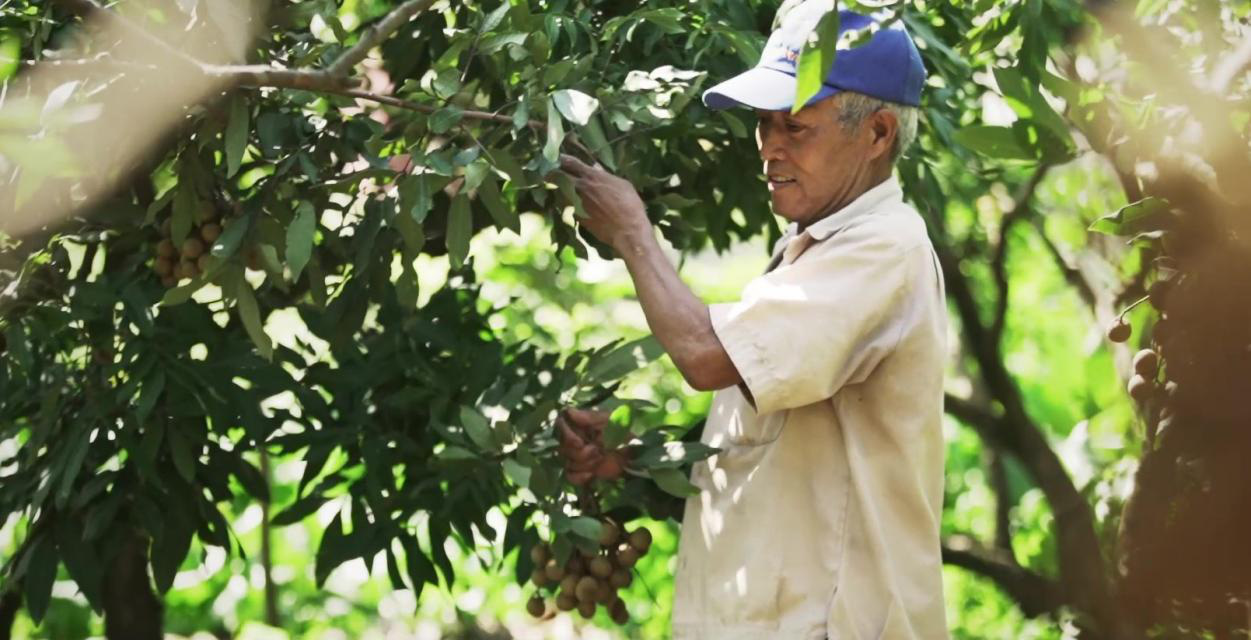 Nh&atilde;n Hưng Y&ecirc;n v&agrave; một m&ugrave;a thu hoạch thật kh&aacute;c với ShopeeFarm - Ảnh 2.