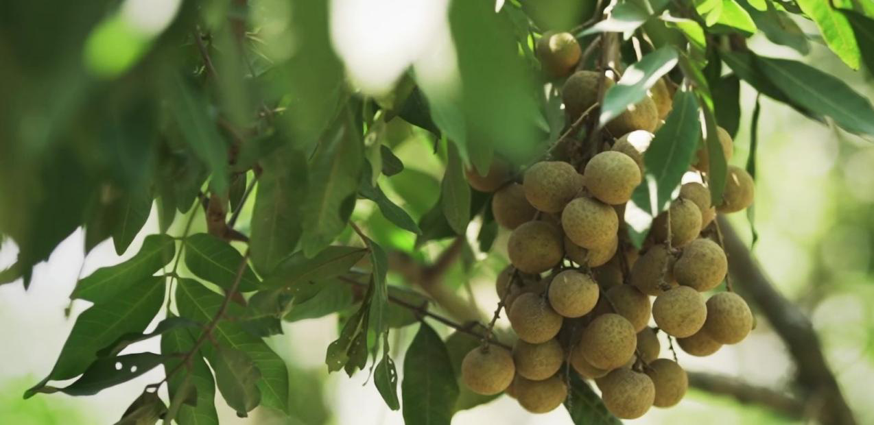 Nh&atilde;n Hưng Y&ecirc;n v&agrave; một m&ugrave;a thu hoạch thật kh&aacute;c với ShopeeFarm - Ảnh 3.
