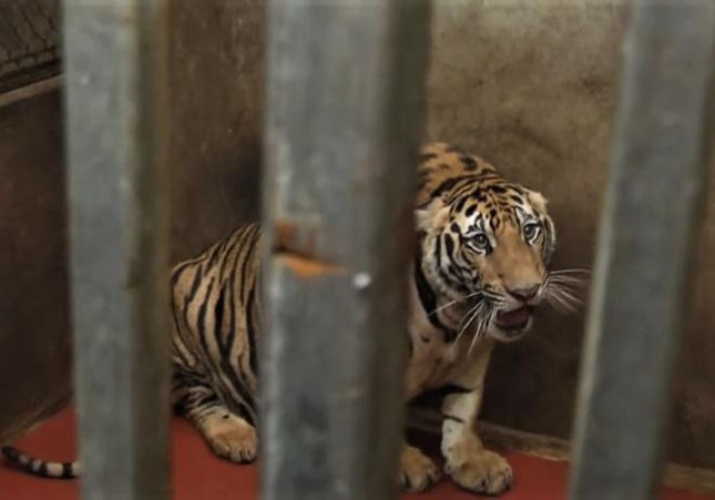 Vụ 17 con hổ ở Nghệ An: Cơ hội sống khi tái thả hổ nuôi nhốt gần như bằng không - Ảnh 1.