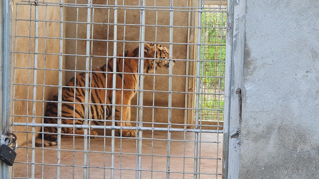Vụ 17 con hổ ở Nghệ An: Gia đình một công an xã nuôi 3 con - Ảnh 4.