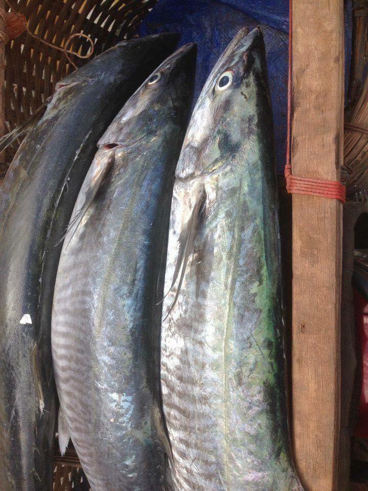 Dịch bệnh vắng khách du lịch, giá nhiều loại hải sản Phú Quốc giảm xuống  - Ảnh 5.