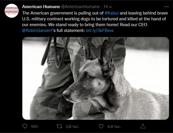 American Humane: Những con chó phục vụ bị quân đội Mỹ bỏ lại ở Afghanistan sẽ phải chịu số phận tệ hơn cái chết - Ảnh 1.
