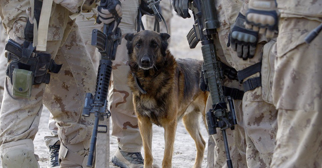 American Humane: Những con chó phục vụ bị quân đội Mỹ bỏ lại ở Afghanistan sẽ phải chịu số phận tệ hơn cái chết - Ảnh 6.