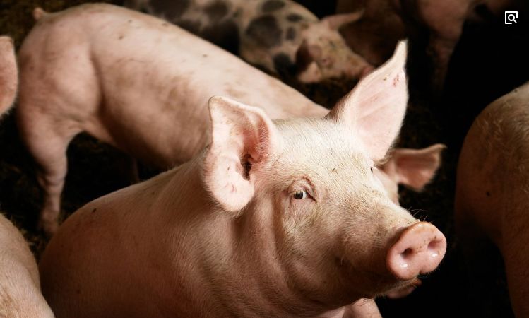 3 bộ phận cực quý giá của con lợn, vừa ngon vừa giàu dinh dưỡng mà ngay cả người bán cũng muốn giữ lại để ăn, người mua ít khi biết đến - Ảnh 1. 3 bộ phận cực quý giá của con lợn, vừa ngon vừa giàu dinh dưỡng mà ngay cả người bán cũng muốn giữ lại để ăn, người mua ít khi biết đến - Ảnh 1.