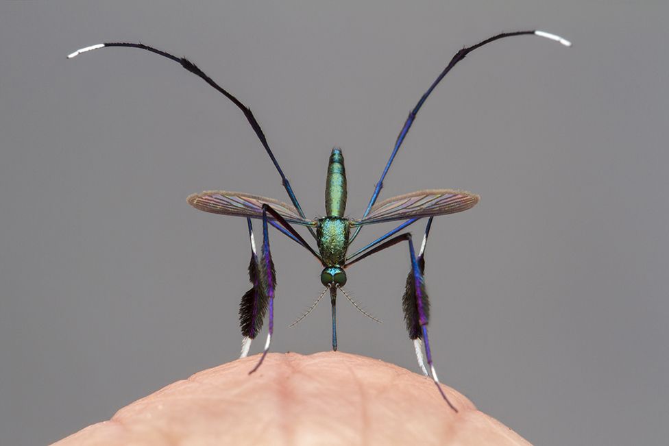 Loài muỗi có ngoại hình sang chảnh bảnh bao nhất giới động vật, kiêu sa đến độ phải rình cả tuần mới chụp được 1 con - Ảnh 2.