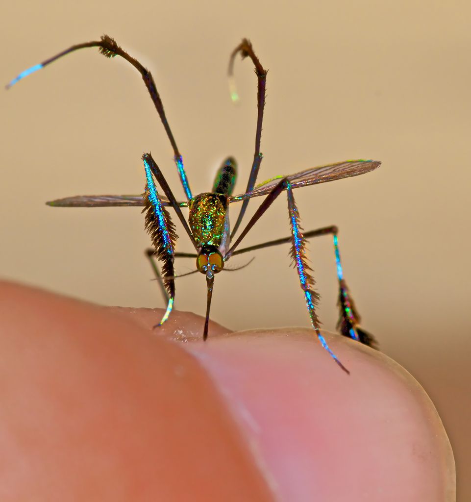 10 bệnh nguy hiểm có thể xảy ra khi bị muỗi đốt | Hapacol