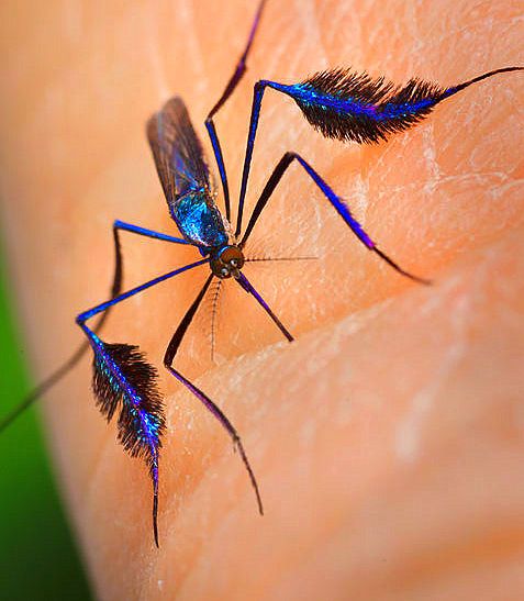 Loài muỗi có ngoại hình sang chảnh bảnh bao nhất giới động vật, kiêu sa đến độ phải rình cả tuần mới chụp được 1 con - Ảnh 4.